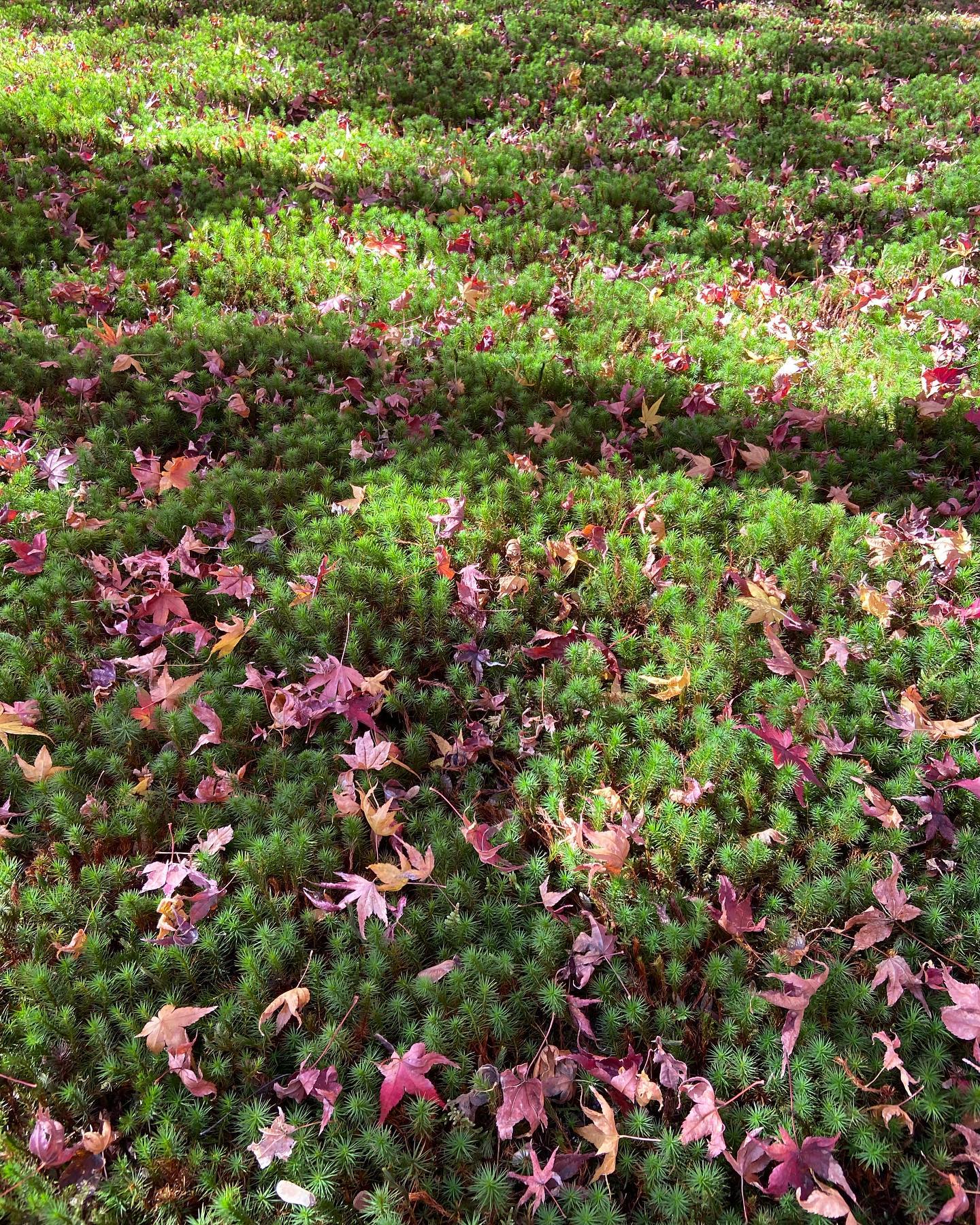 苔の上に散ったもみじ(黄梅院)