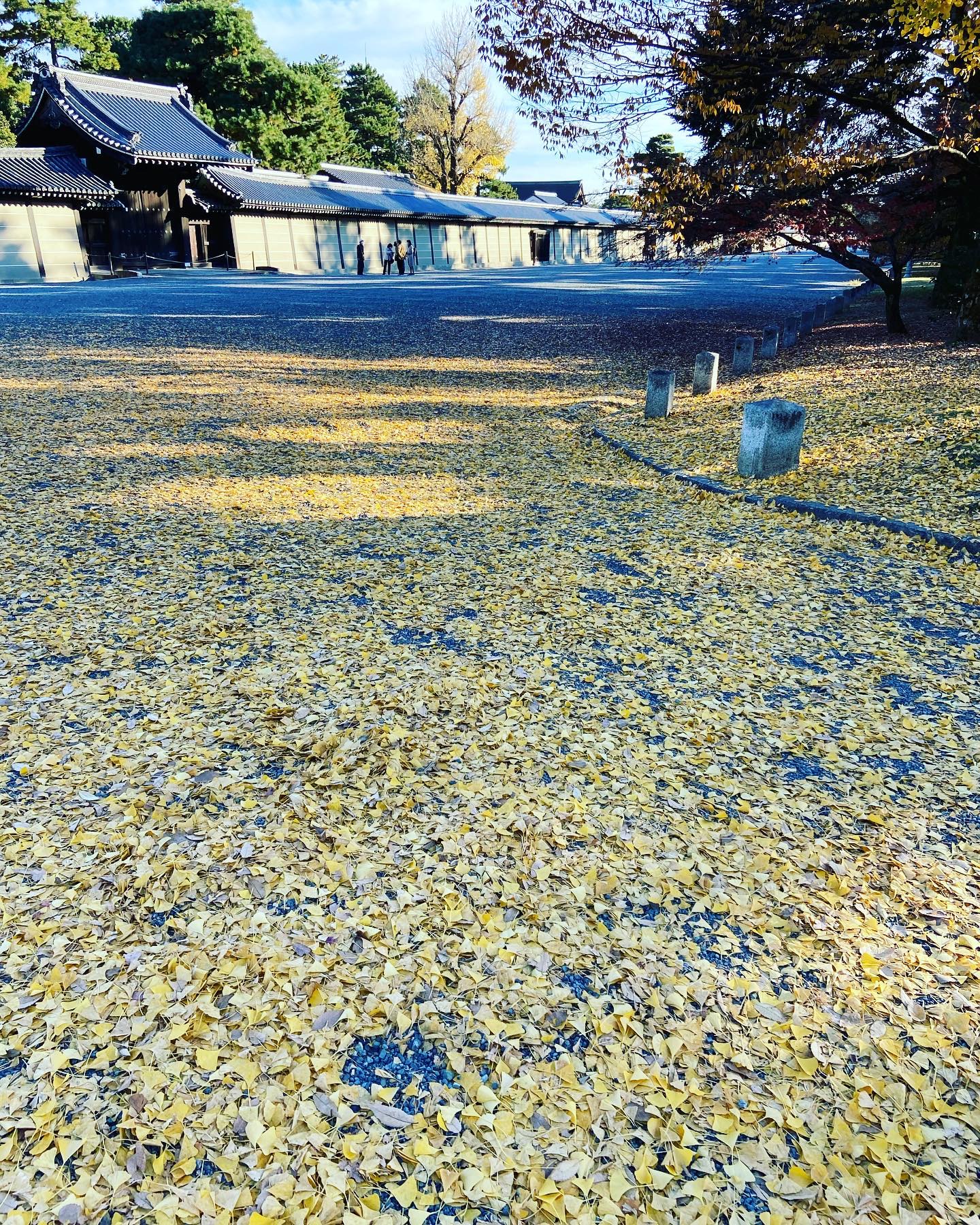 京都御苑の砂利道に散り敷いた銀杏の葉