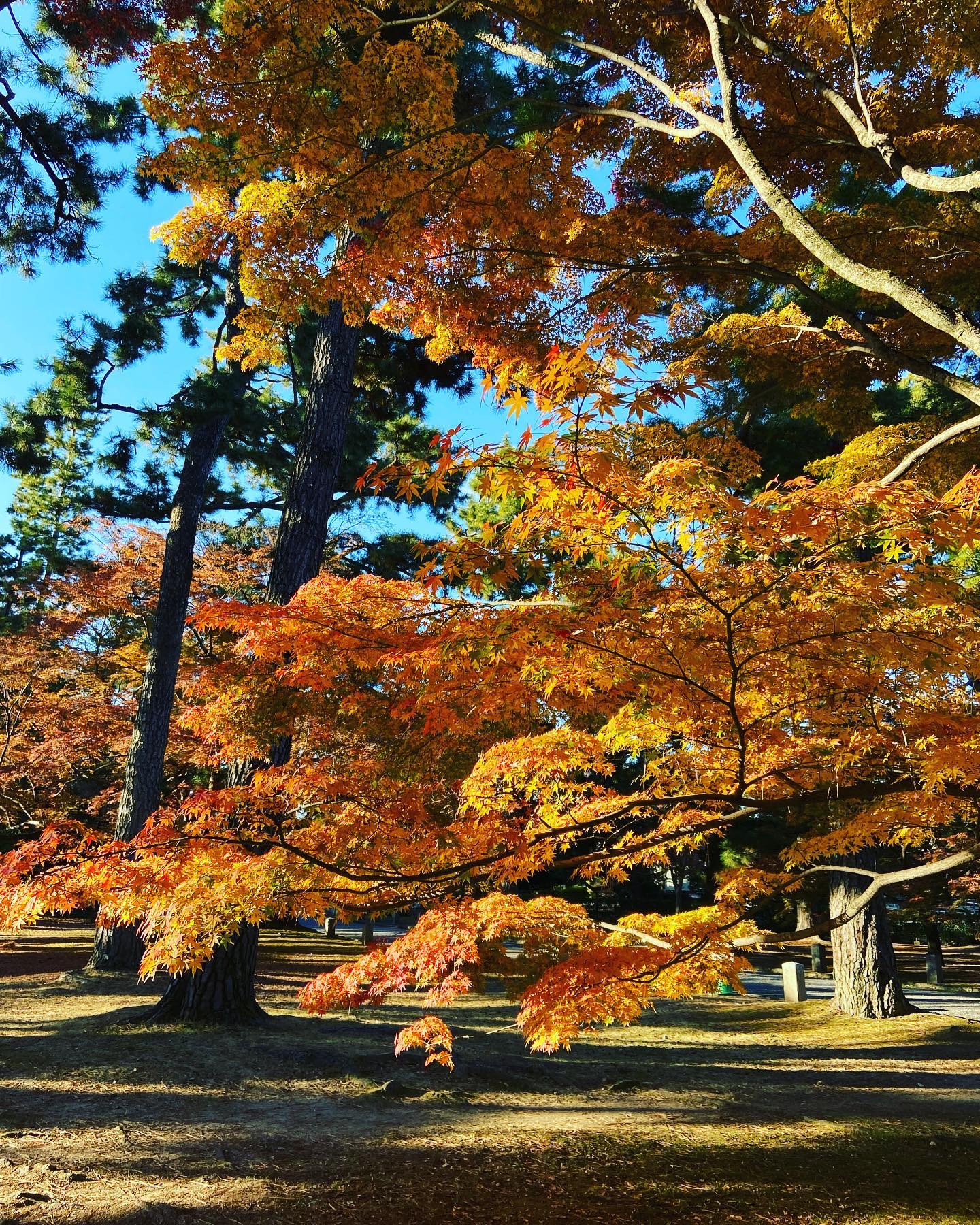京都御苑の紅葉と松