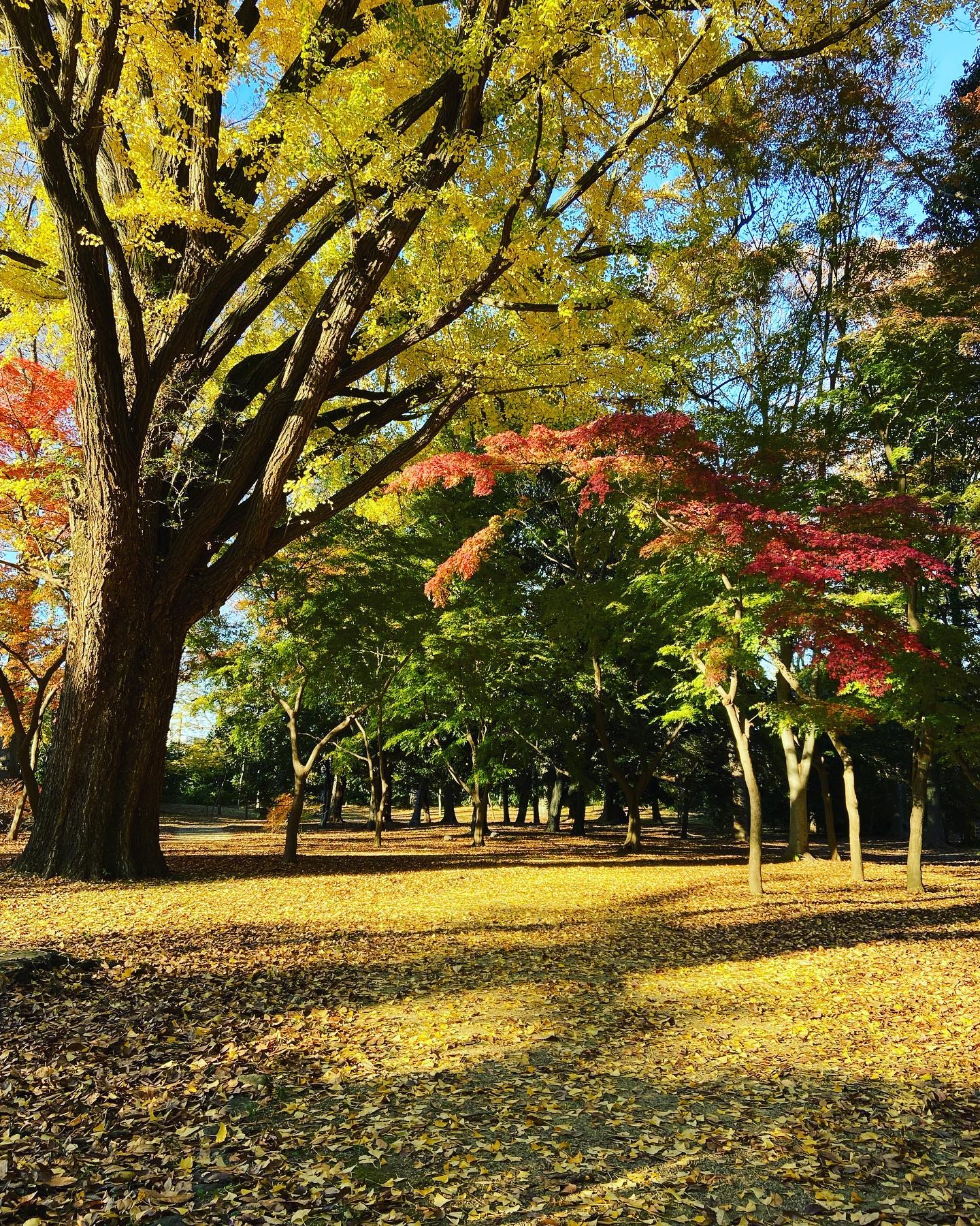 京都御苑の紅葉の大木と落ち葉