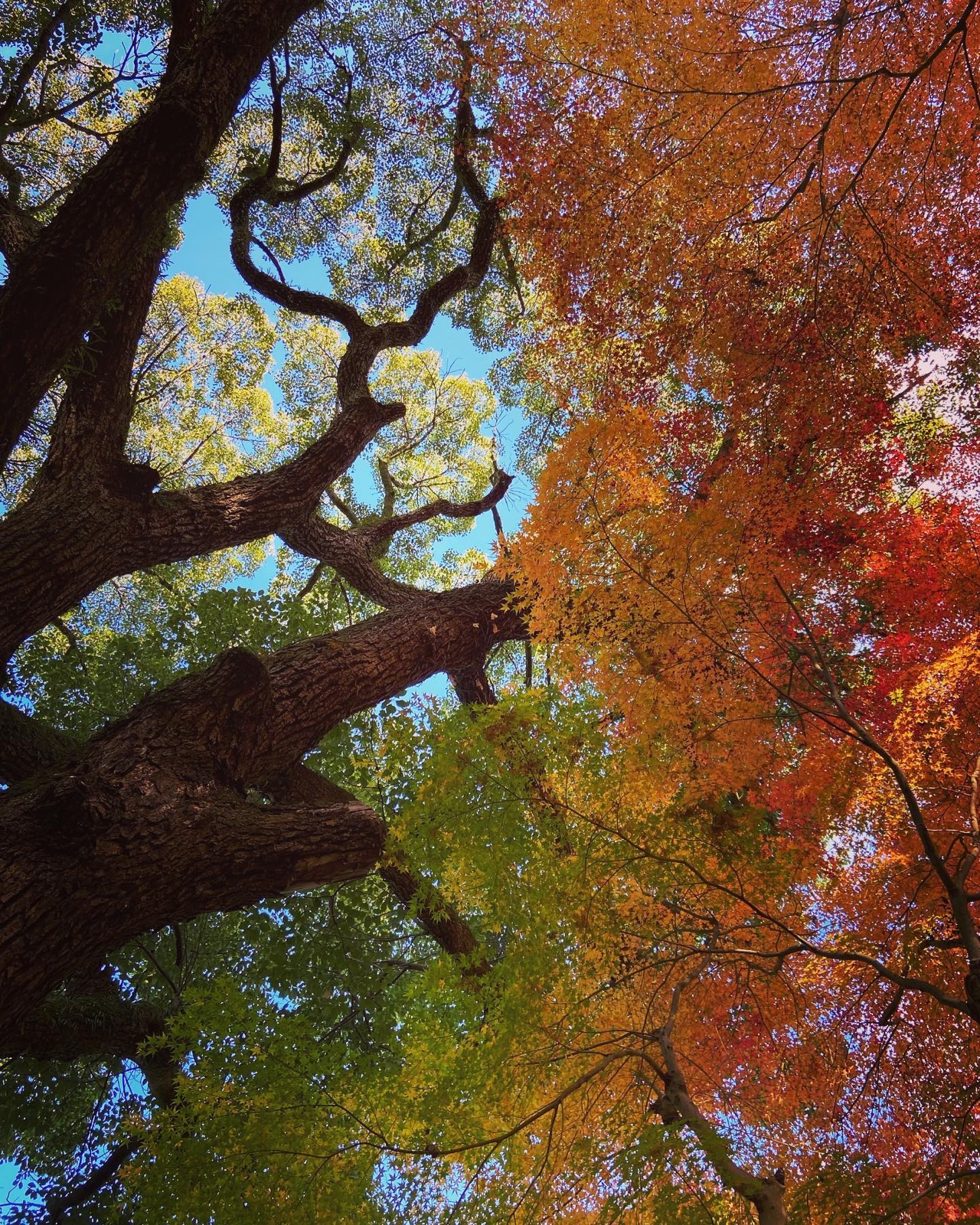 東山の高台で見上げた紅葉と青空