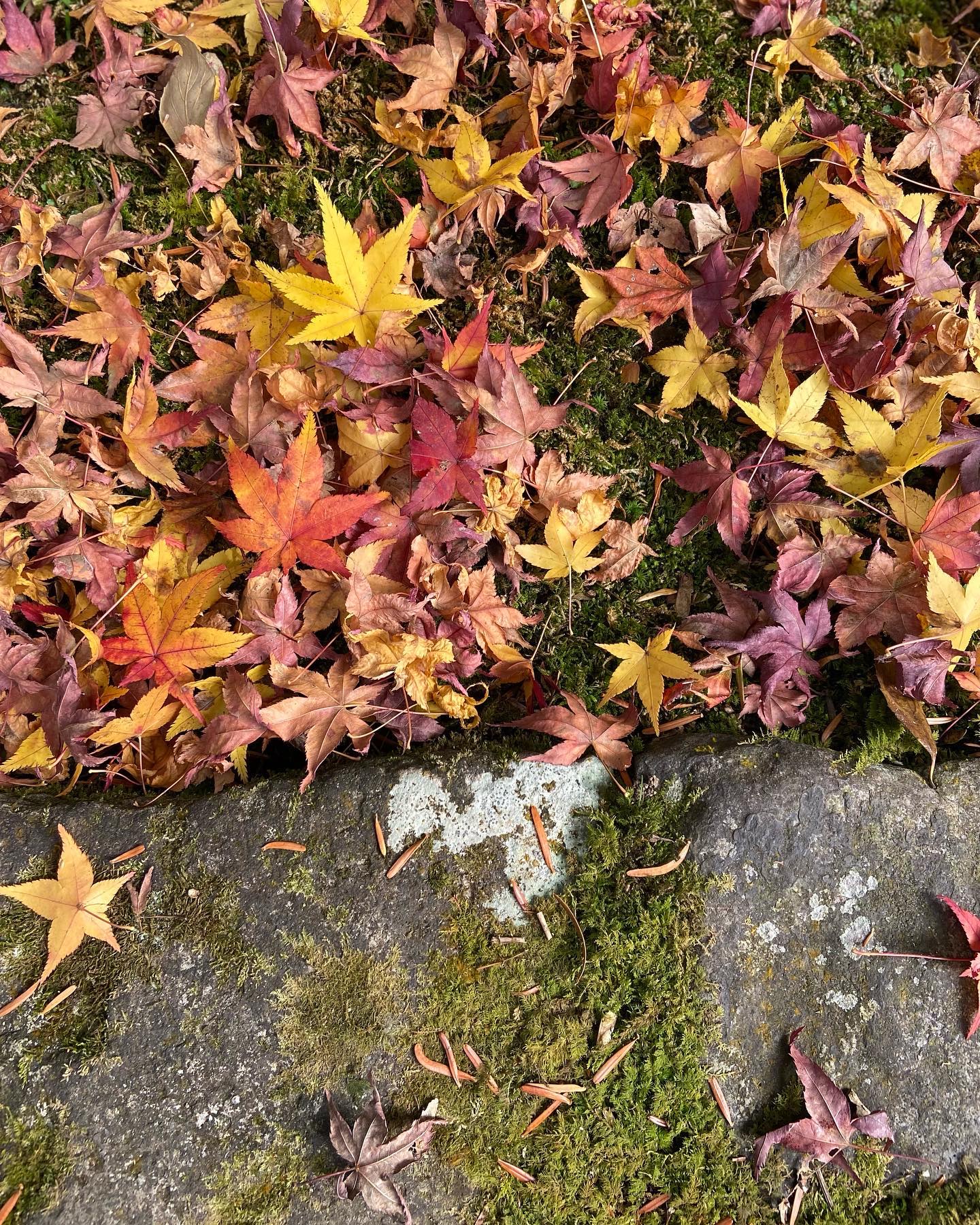 法然院の石の上の散り紅葉