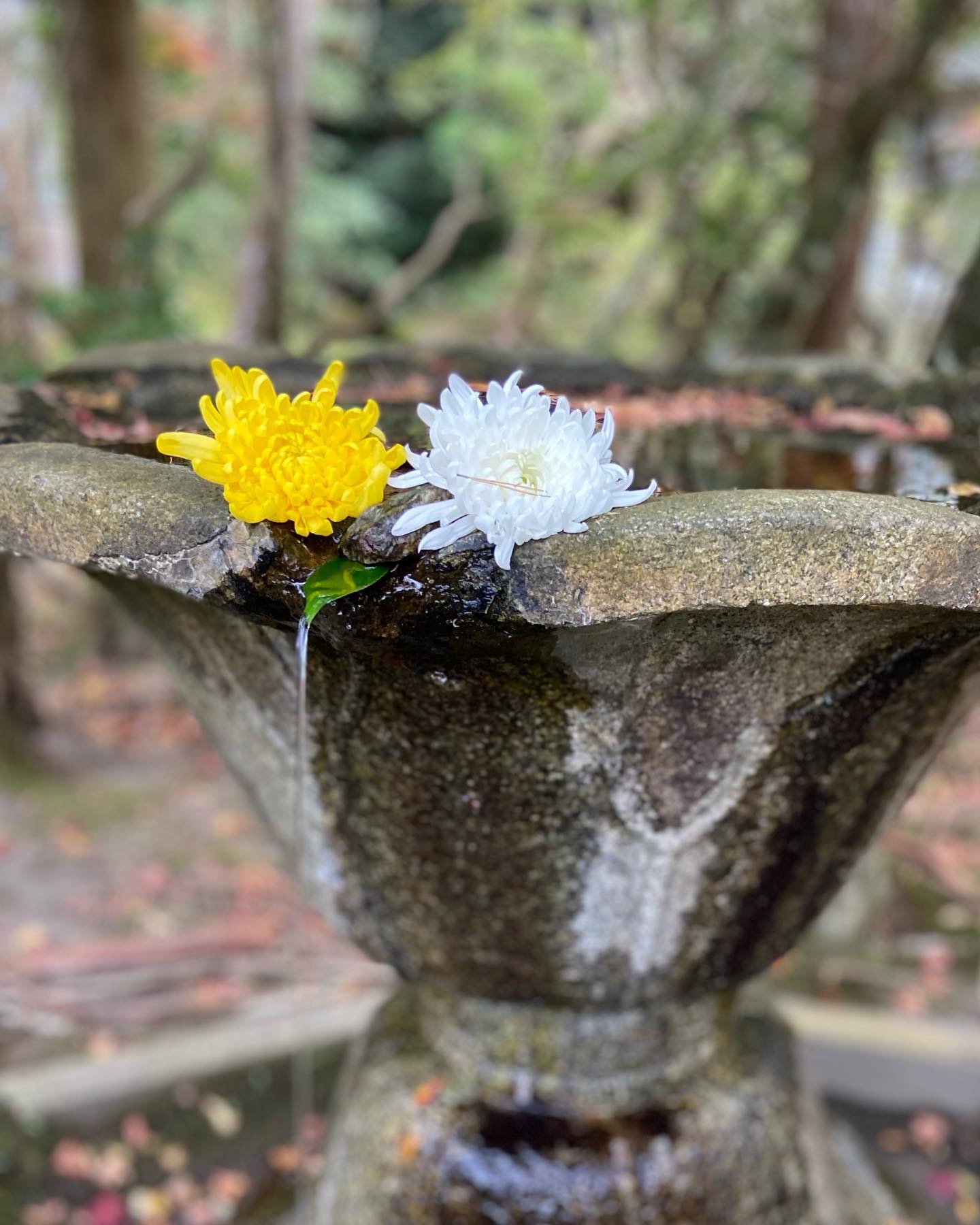法然院の花手水、黄色と白の秋菊