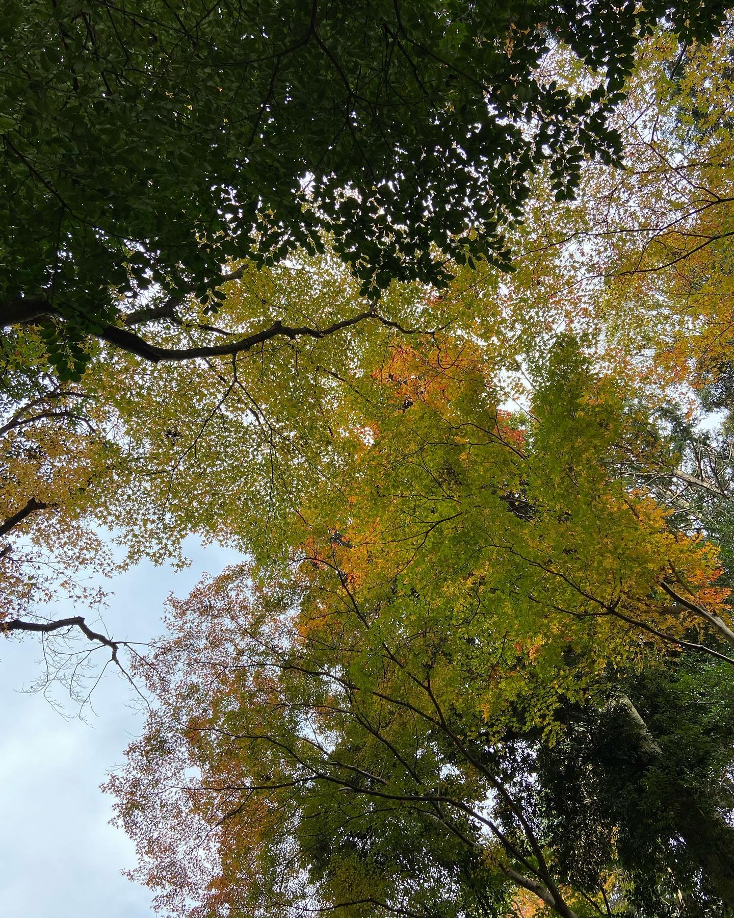 法然院で見上げた紅葉