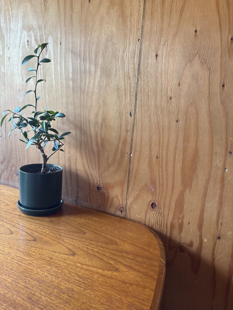 木の台に置かれた、小さな鉢植え