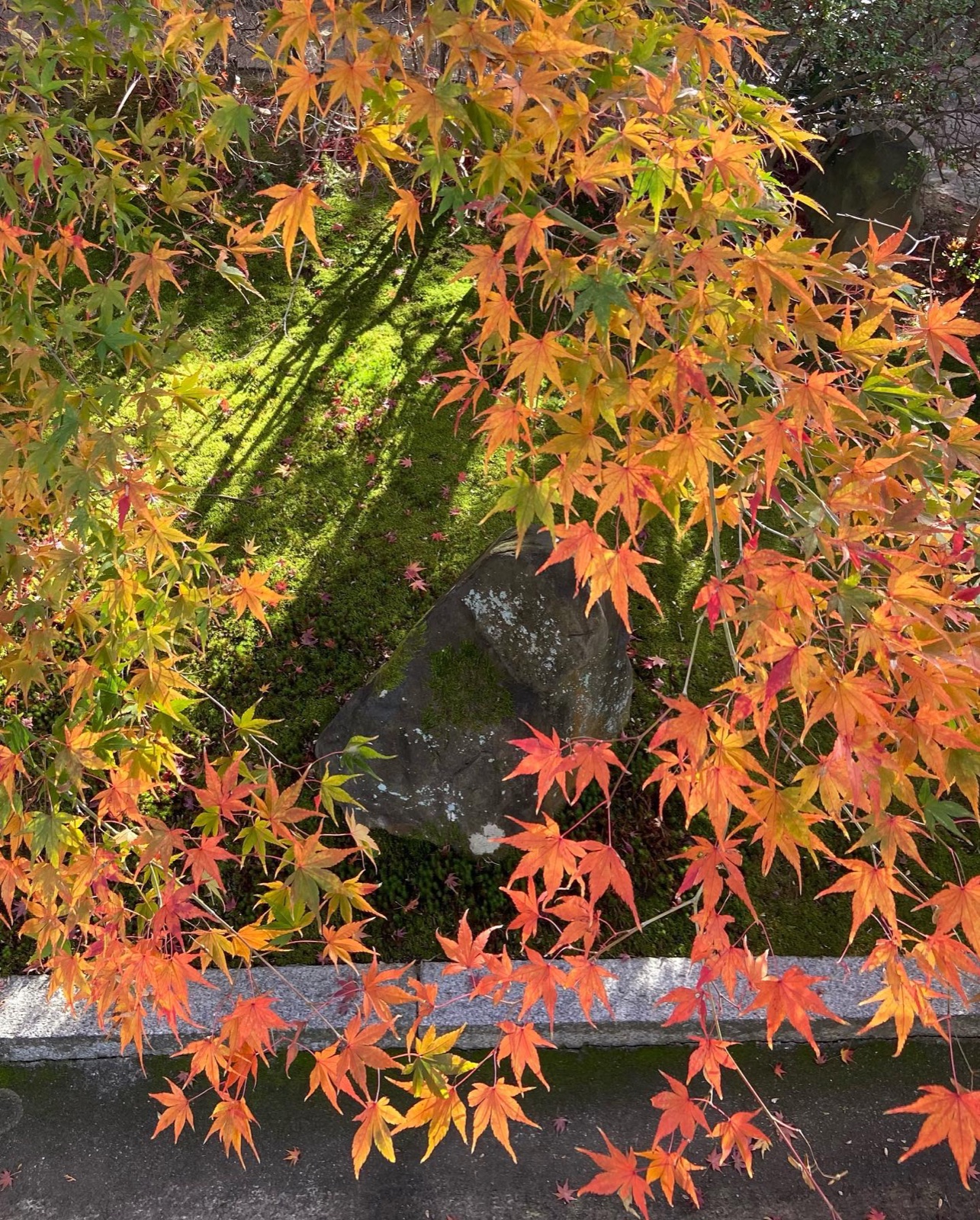 光明院の庭石にかかる色づいたもみじ