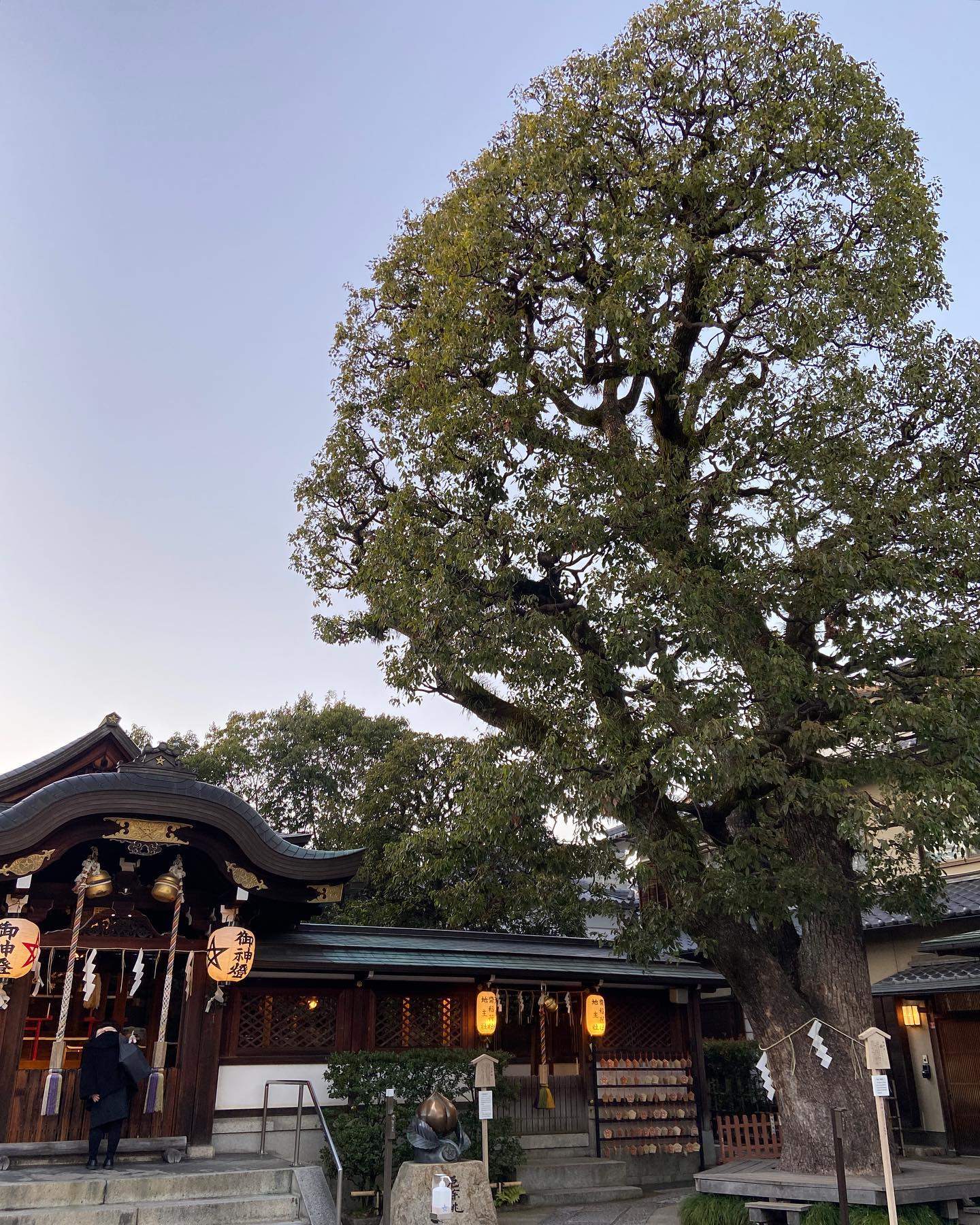 夕暮れの晴明神社、本殿と大きな楠